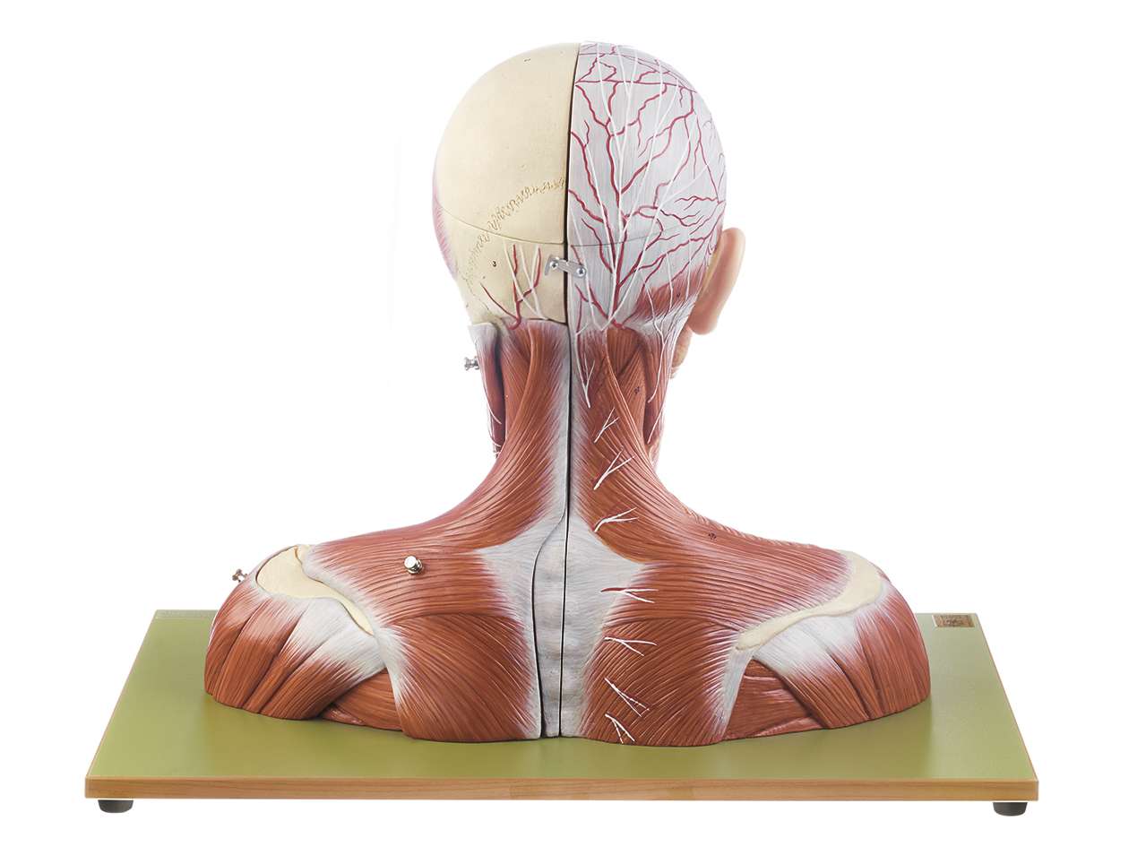 Head and Neck (BS 3) · Anatomy models | SOMSO®