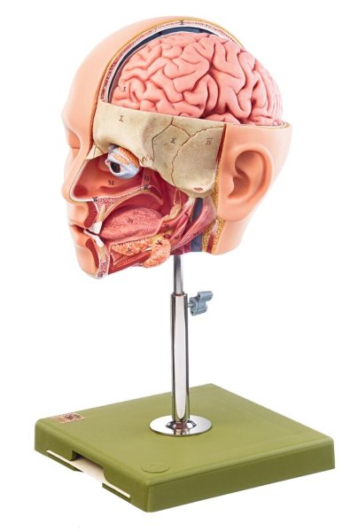 Model of the head