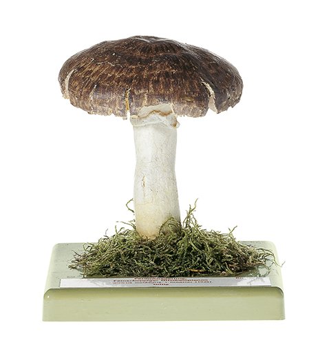 Agaric méléagre/agaric pintade