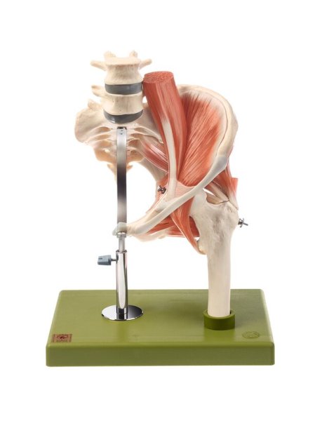 Model of the left hip with mucles