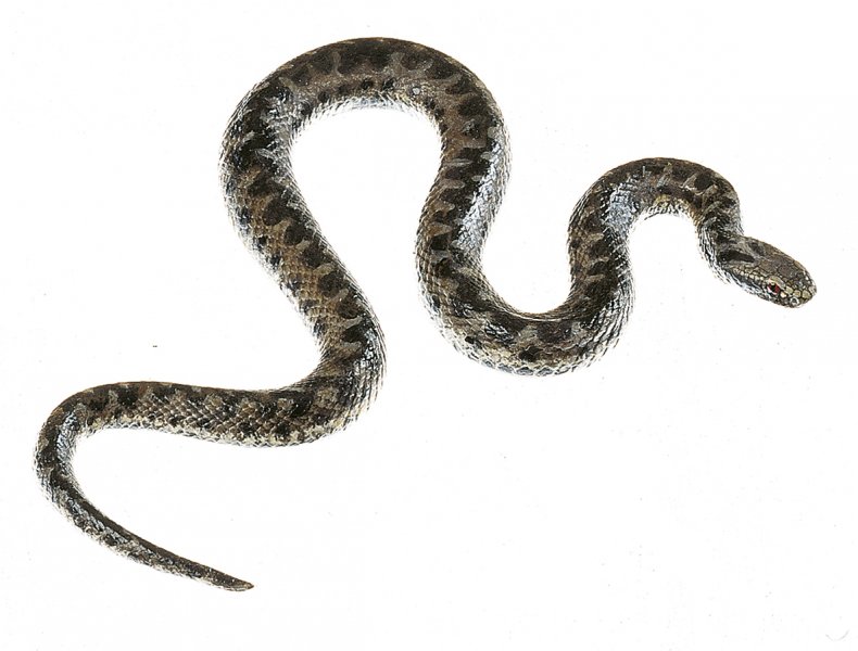 Common Viper