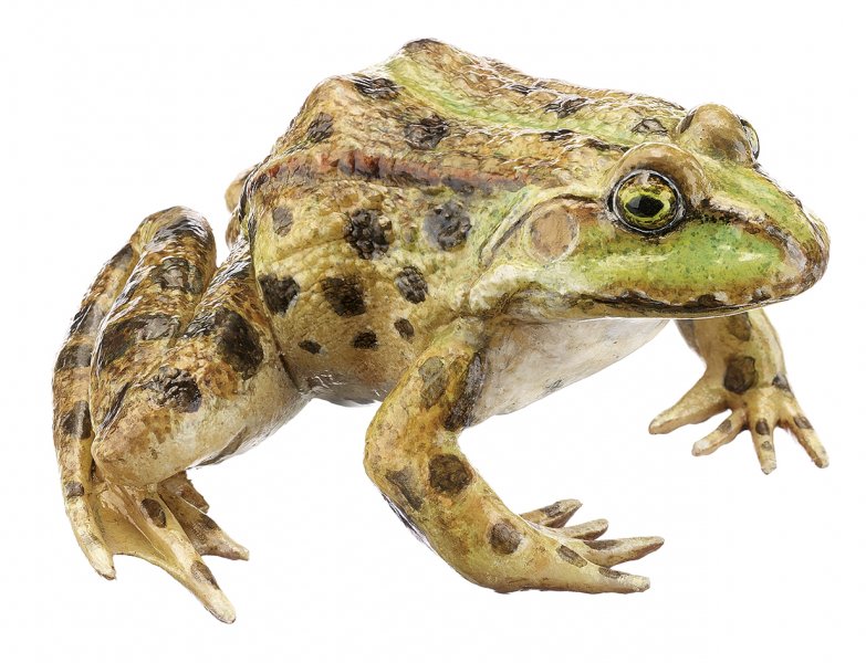 Marsh Frog