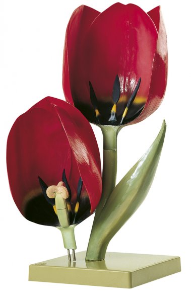 Fleur de tulipe des jardins