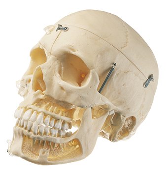 Cranio Artificiale di un Individuo Adulto