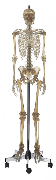 Esqueleto humano artificial, transparente