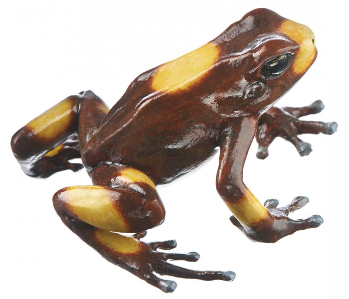 Grenouille arlequin