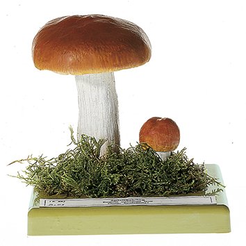 Russula paludosa