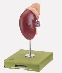 Rein droit et glande surrénale Rein droit et glande surrénale