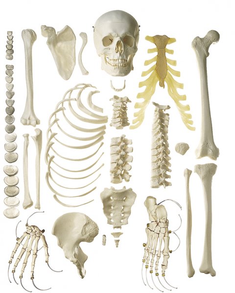 Unmounted Human Half-Skeleton