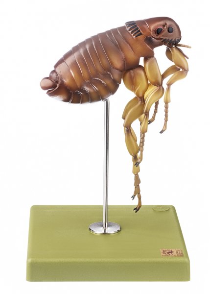 Cat Flea