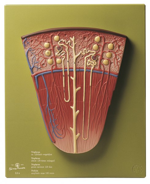 Nephron