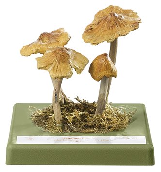 Inocybe fastigié