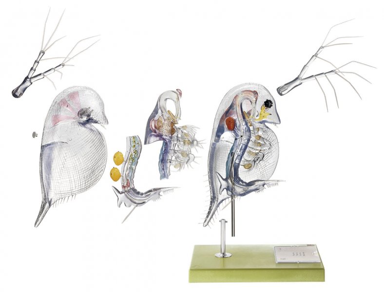 Model of A Water Flea