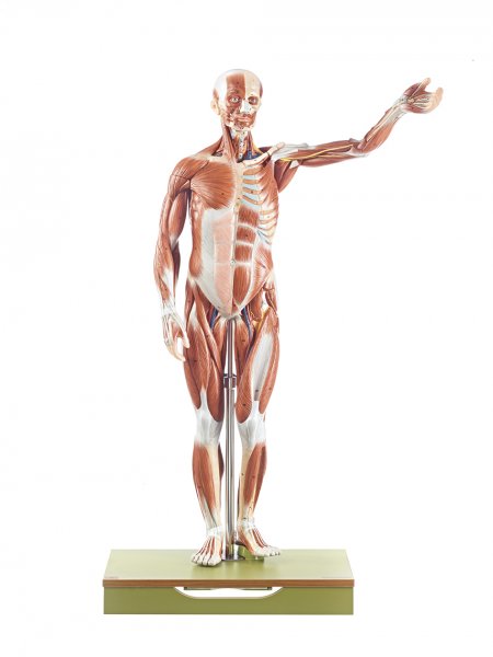 Modèle de musculature, mannequin masculin