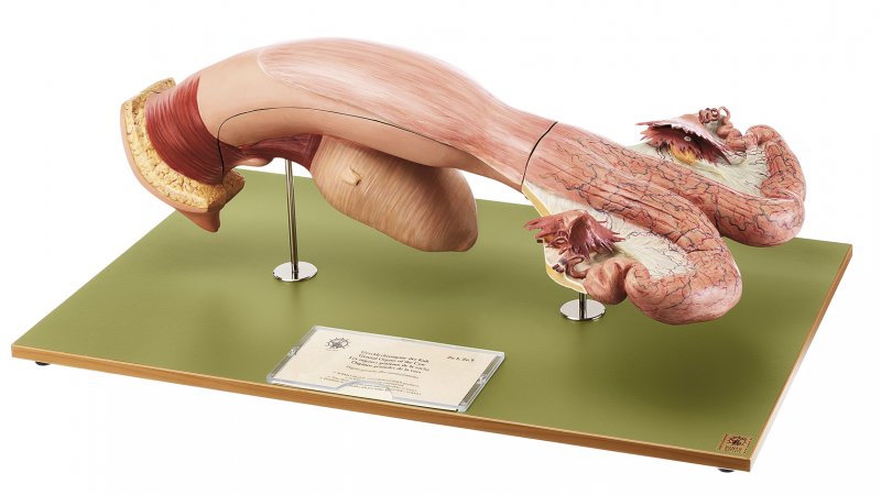 Organes reproducteurs de la vache