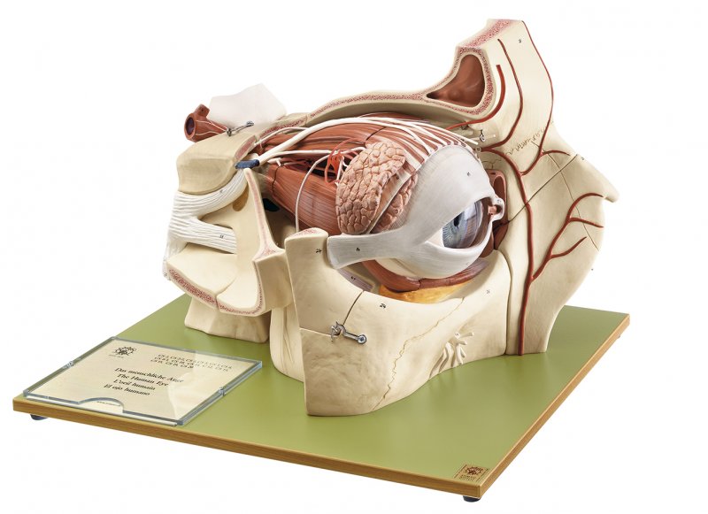 Topographie der Augenhöhle