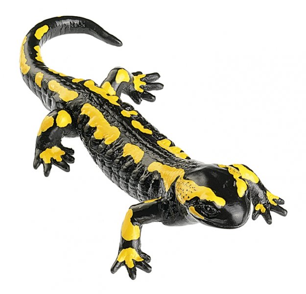 Salamandra común bandeada