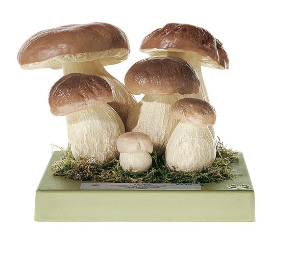 Boletus edulis