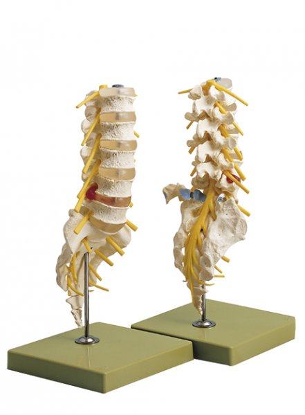 Columna vertebral lumbar