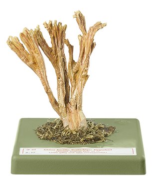 Clavaria purgante