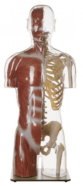 Modèle transparent de la myologie du torse, avec tête