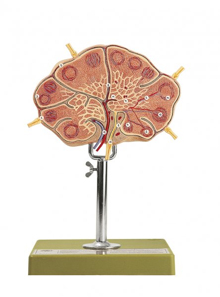 Ganglion lymphatique