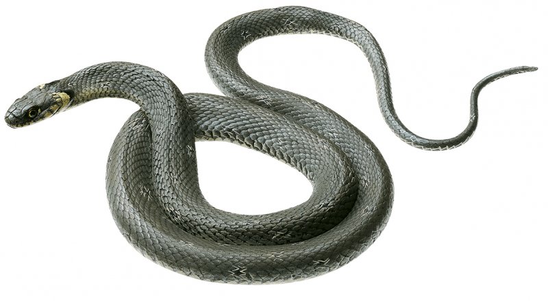 Culebra de collar