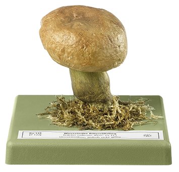 Boletus radicans