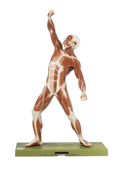 Modèle de musculature, mannequin masculin