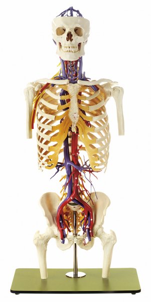 Transparent Torso Model with Blood Vessels and Head