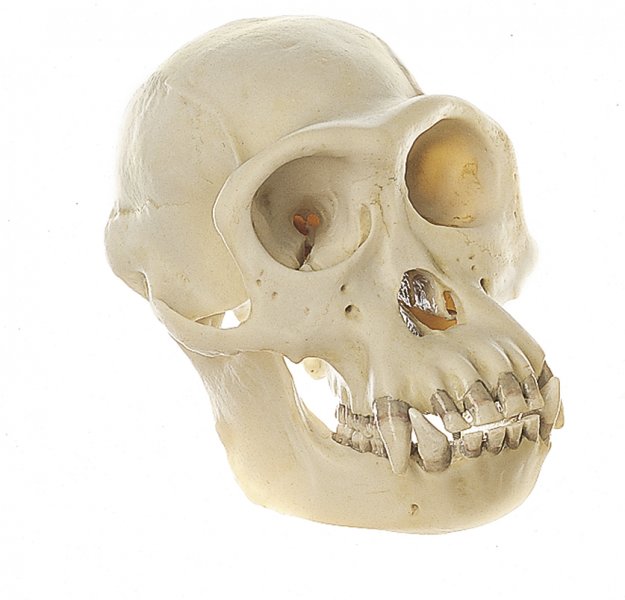 Cranio di scimpanzé