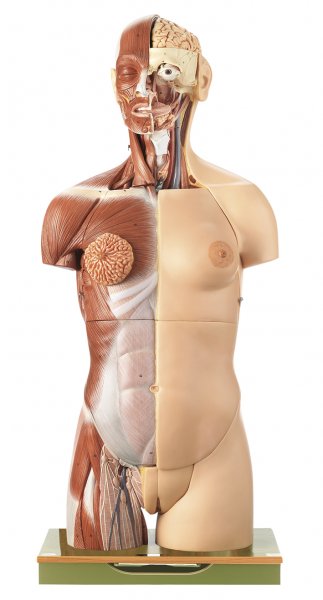 Torso femminile con testa