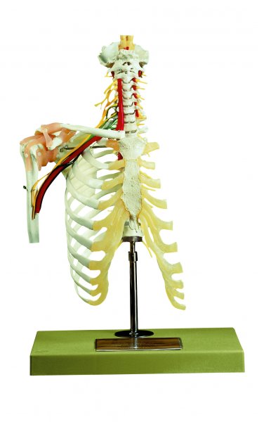 Columna vertebral cervical con cintura escapular