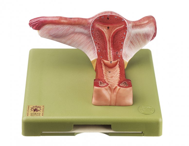 Órganos genitales femeninos