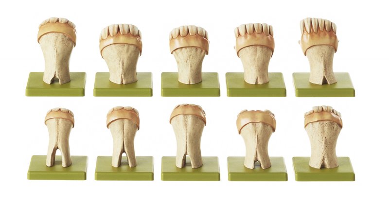 Sets of Teeth of a Horse