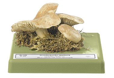 Lactarius vietus FR