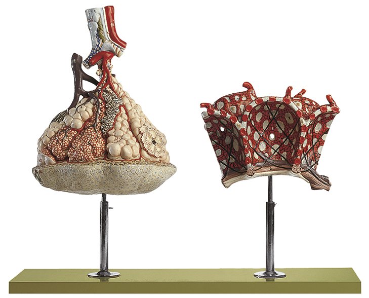 Lobule of the Lung with Additional Model Pulmonary Alveoli