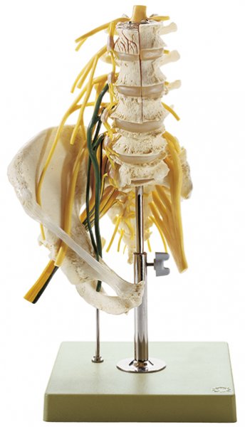 Modelo de columna vertebral lumbar con nervios