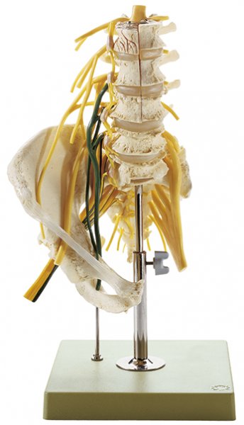 Lumbar Spinal Column - with Innervation