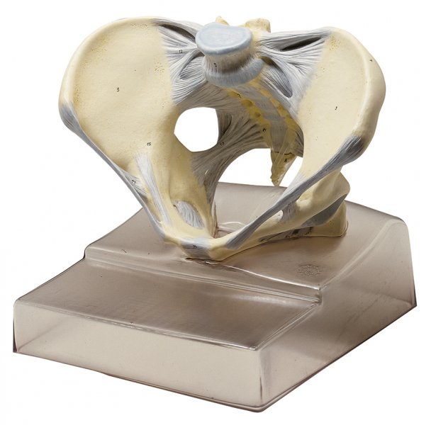 Pelvis femenina con aparato ligamentoso