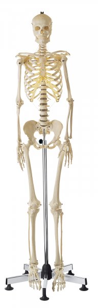 Esqueleto humano artificial