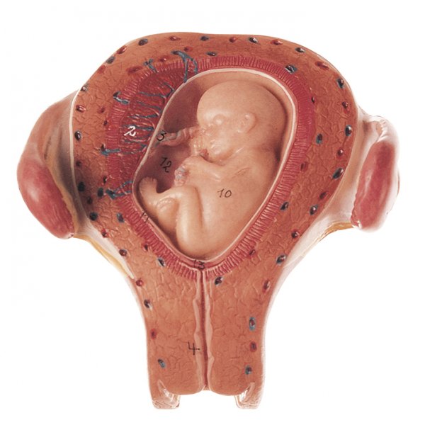 Útero con embrión en el tercer mes