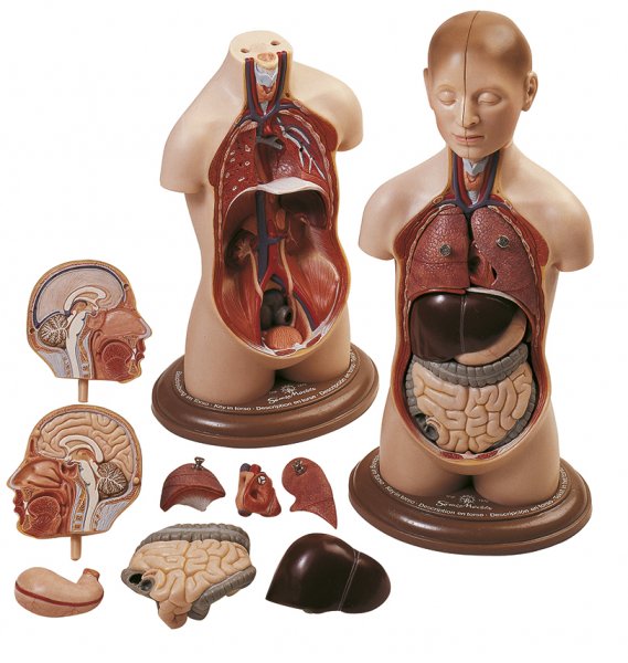 Petit torse de jeune homme, avec tête
