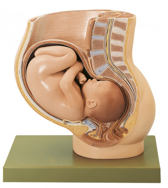 Bassin avec utérus au 9e mois de grossesse