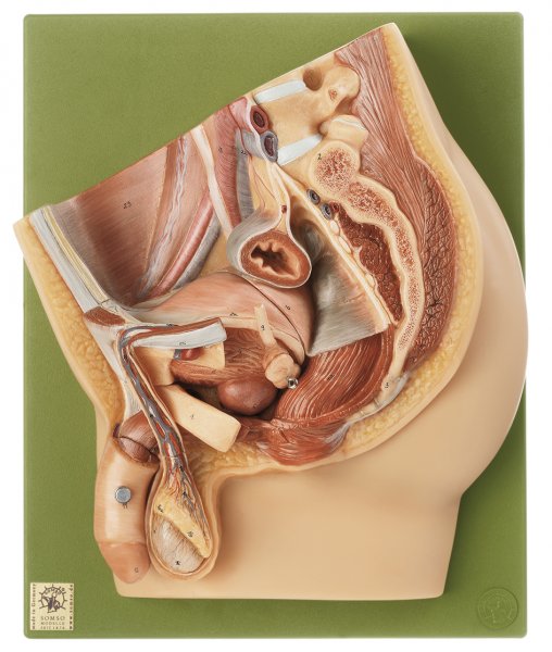 Median Section of the Male Pelvis