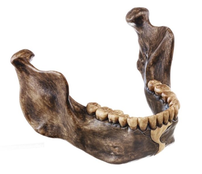 Lower Jaw from Mauer near Heidelberg, Homo heidelbergensis