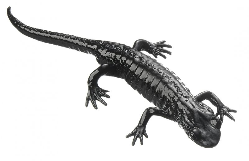 Salamandre alpestre ou salamandre noire, mâle