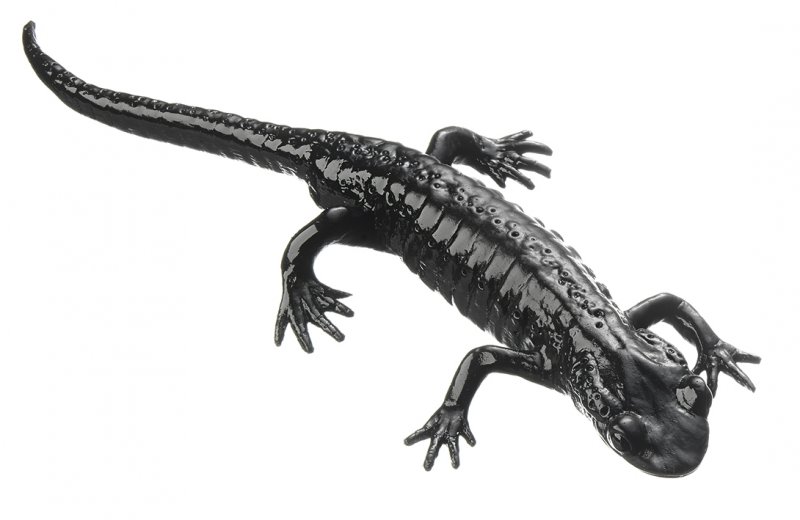 Alpensalamander