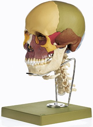 14-teiliges Schädelmodell mit Halswirbelsäule und Zungenbein