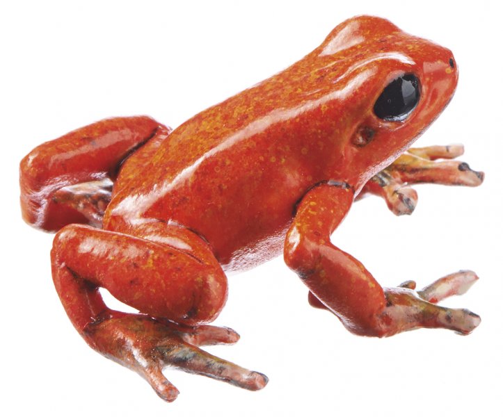 Grenouille fraise du Panama